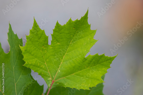 Close up shot of green maple leaf