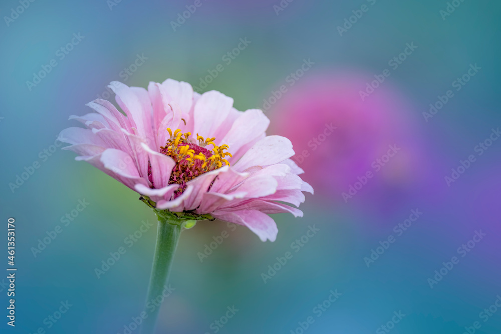 Close up shot of Gerber Daisy flower in the garden Close up shot of Gerber Daisy flower in the garden