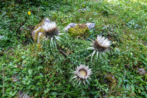 Closeup of Carlina acaulis, the stemless carline thistle, dwarf carline thistle. photo