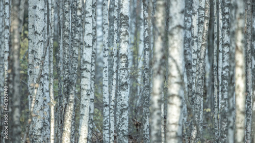 Solid background of birch trunks.