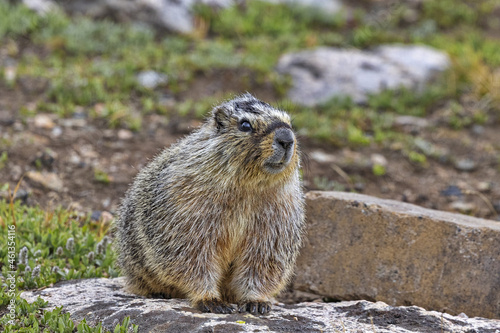 Closeup of curious Yellow-bellied marmot in Wyoming on Beartooth Highway, an American Scenic Byway