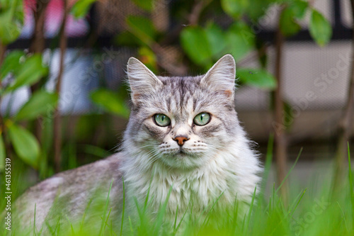 Wallpaper Mural beauty silver cat in a garden. Siberian breed Torontodigital.ca