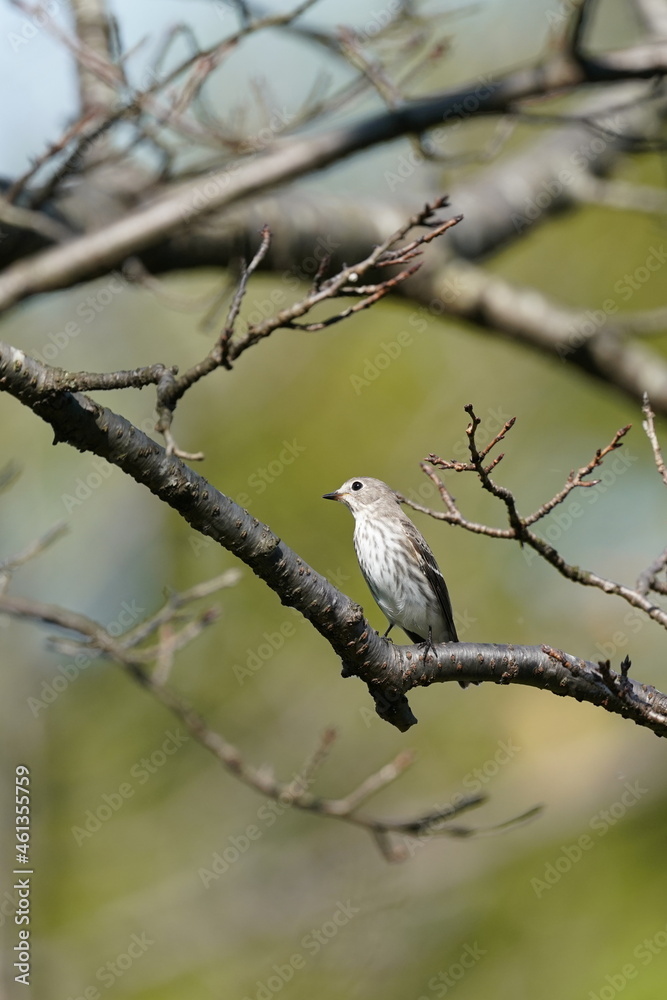 grey streaked flycatcher in the forest grey streaked flycatcher in the forest
