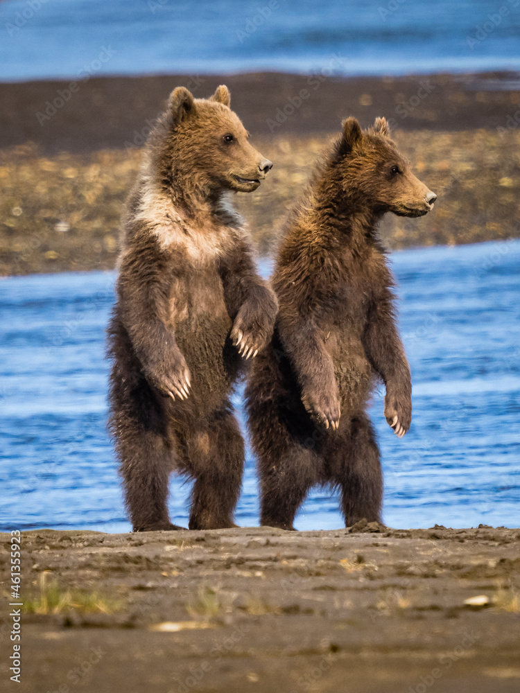 Coastal Brown Bears (Ursus arctos horribilis) along Hallo Creek, Katmai National Park and Preserve, Alaska Coastal Brown Bears (Ursus arctos horribilis) along Hallo Creek, Katmai National Park and Preserve, Alaska