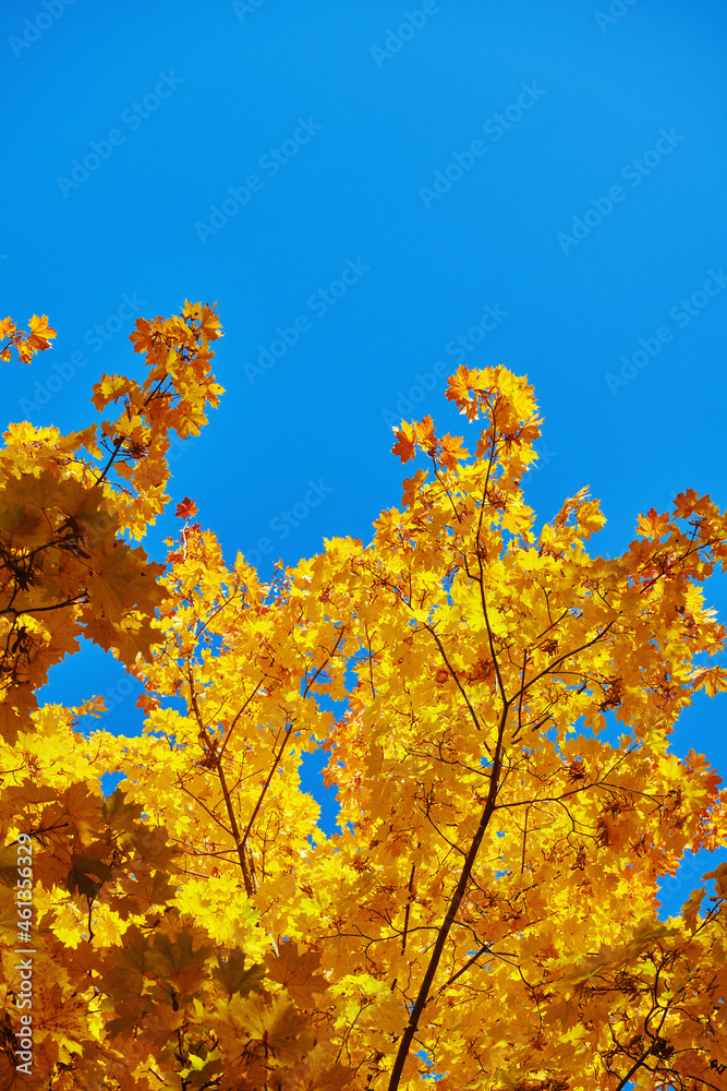 Yellow fall maple foliage against blue clear sky. Branch of the maple tree with yellow leaves. Golden and beautiful fall. Autumn season. Yellow fall maple foliage against blue clear sky. Branch of the maple tree with yellow leaves. Golden and beautiful fall. Autumn season.