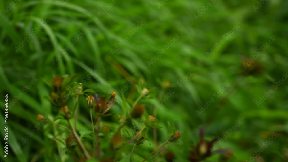 Bidens tripartita on the green grass background. Medicinal plant. Static camera video, wind motion. High quality 4k footage Bidens tripartita on the green grass background. Medicinal plant. Static camera video, wind motion. High quality 4k footage