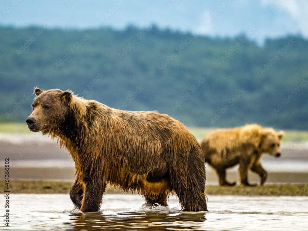 Coastal Brown Bears (Ursus arctos horribilis) fishing for salmon in tidal pool, mudflats at low tide in Hallo Bay, Katmai National Park and Preserve, Alaska Coastal Brown Bears (Ursus arctos horribilis) fishing for salmon in tidal pool, mudflats at low tide in Hallo Bay, Katmai National Park and Preserve, Alaska
