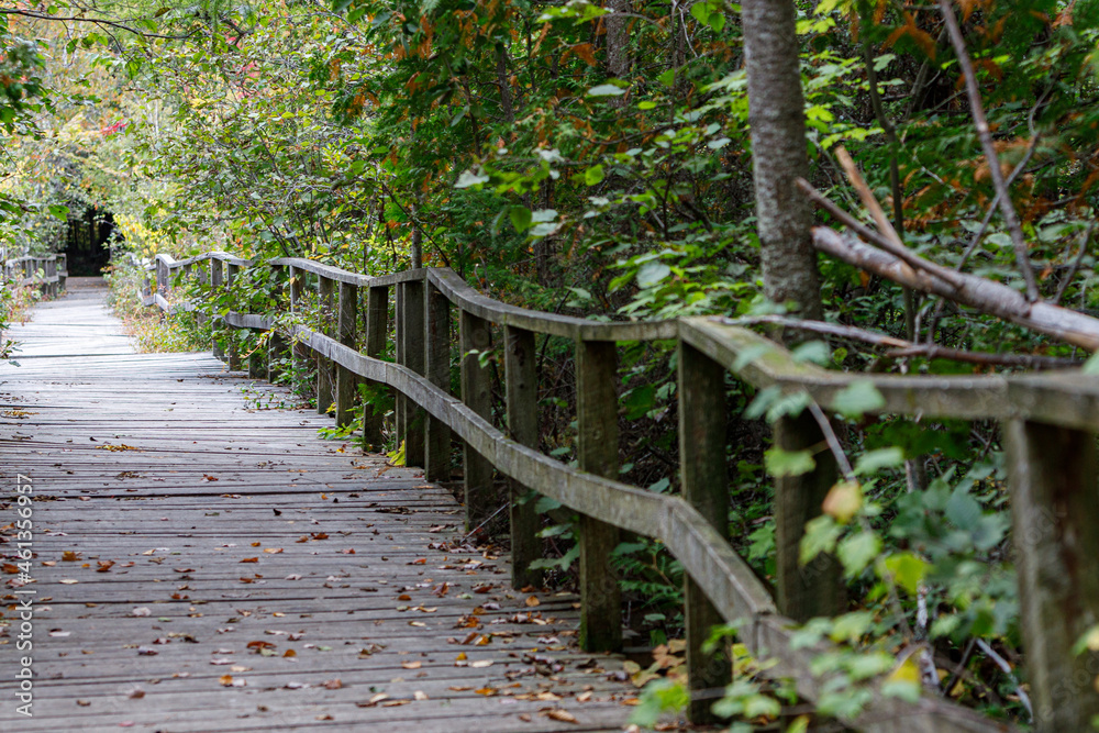Obraz premium Bridge into the dark woods