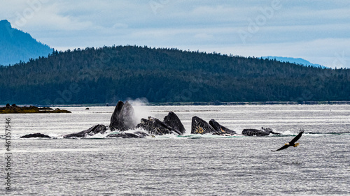 Bald Eagle (Haliaeetus leucocephalus) and feeding Humpback Whales (Megaptera novaeangliae) in Chatham Strait, Alaska's Inside Passage photo