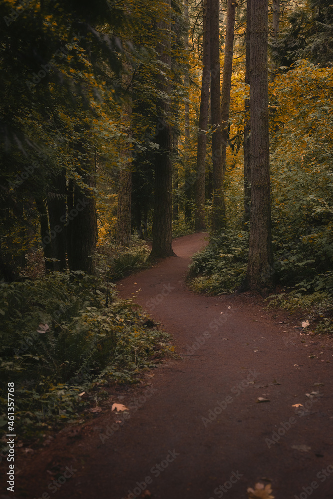 Obraz premium Winding forest hiking trail path through autumn woodland in the Pacific Northwest