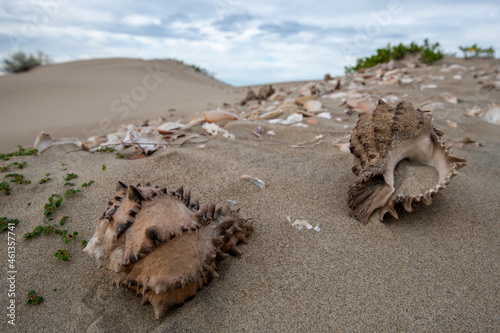 Shells at shell midden at Magdalena Bay, Baja California Sur photo