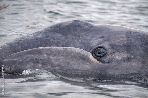 gray whale (Eschrichtius robustus) calf with head above water photo