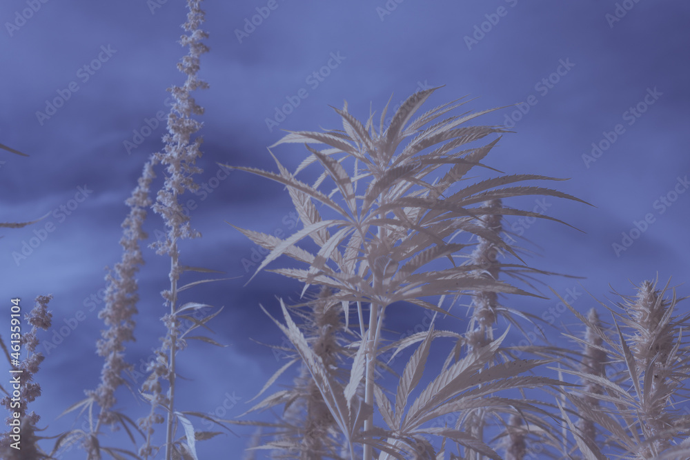 infrared photography - ir photo of a marijuana leafe on a cannabis farm - hemp field infrared photography - ir photo of a marijuana leafe on a cannabis farm - hemp field