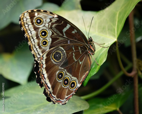 With its wings closed, the Blue Morpho Butterfly shows an incredible pattern to distract potential predators. photo