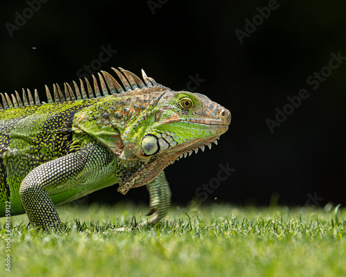 Green Iguana (Iguana iguana) on the grass. photo