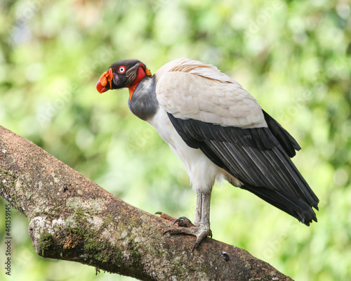 The king of the vultures in the rainforests of Costa Rica, Sarcoramphus papa. photo