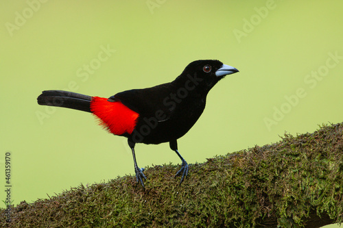 A male Scarlet-rumped Tanager (Ramphocelus passerinii). photo