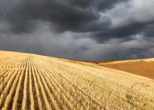 A storm near Pullman, Washington over harvested wheat fields of golden stubble