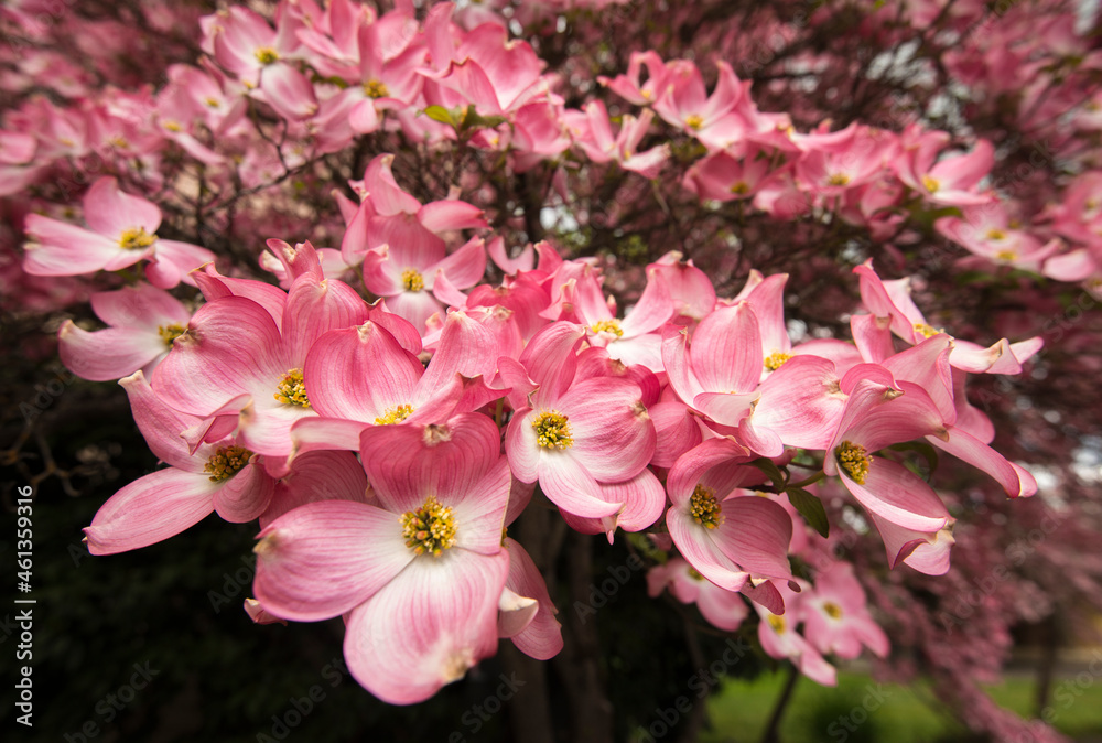 A pink flowering dogwood tree (Cornus florida) in southern Oregon