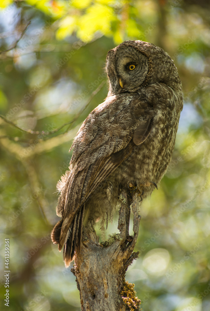 Portrait of adult great gray owl (Strix nebulosa) in madrone tree in southern Oregon Portrait of adult great gray owl (Strix nebulosa) in madrone tree in southern Oregon