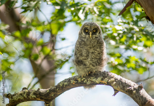 A great gray owl chick/owlet (Strix nebulosa) on a madrone branch in southern Oregon photo