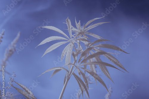 infrared photography - ir photo of a marijuana leafe on a cannabis farm - hemp field