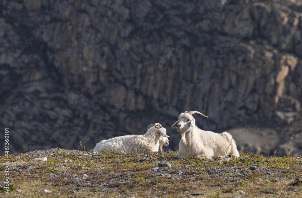 White domestic goats are resting on a rock against the background of a mountain.
