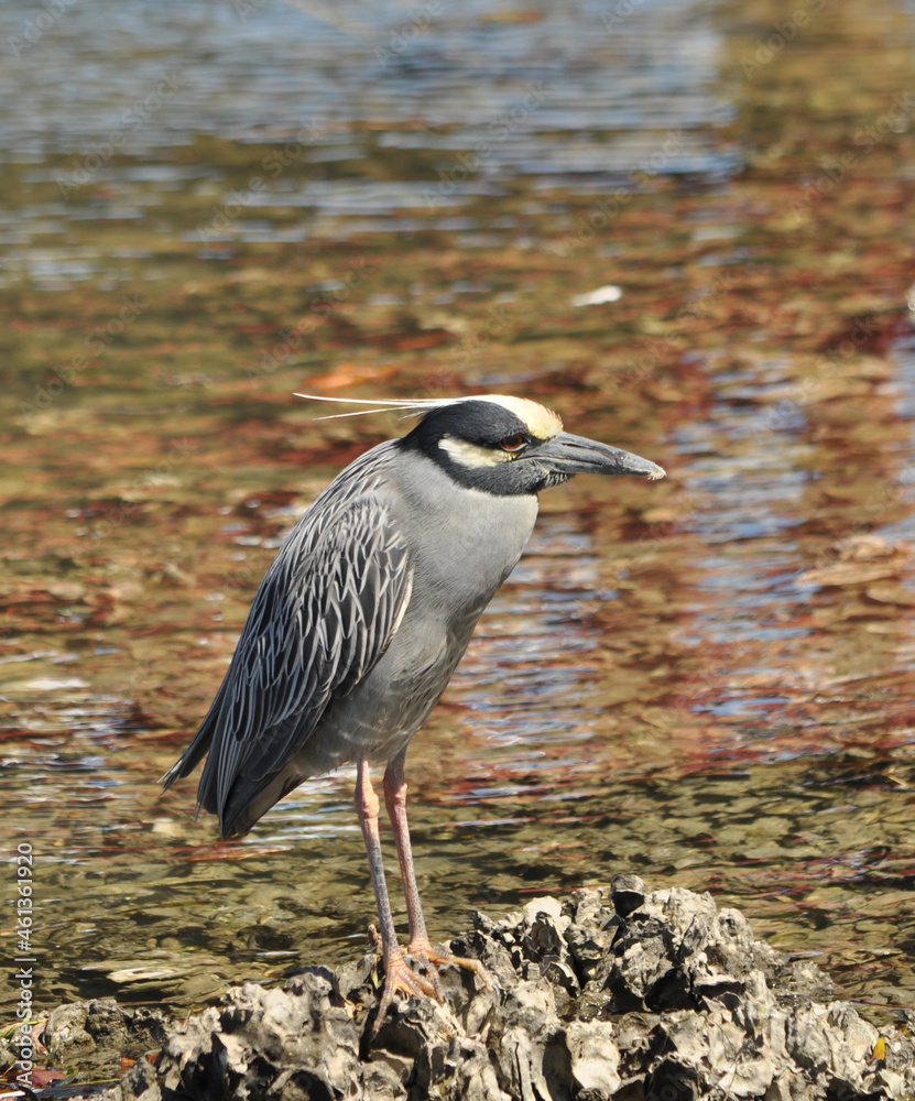 Fototapeta premium A crested Night Heron looks for pickings at low tide