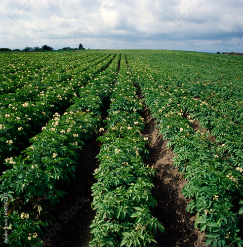 Rows of flowering potato crop photo