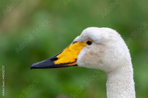 Closeup shot of a whooper swan on a blurred background photo