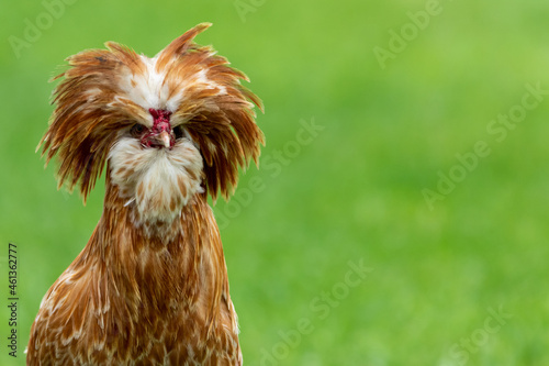 Closeup shot of a Padovana chicken in a green farmland photo
