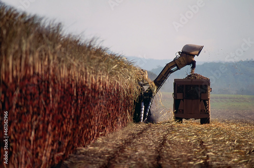 Big machines harvesting sugacane photo