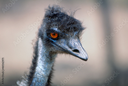 Close up head shot of an Emu photo