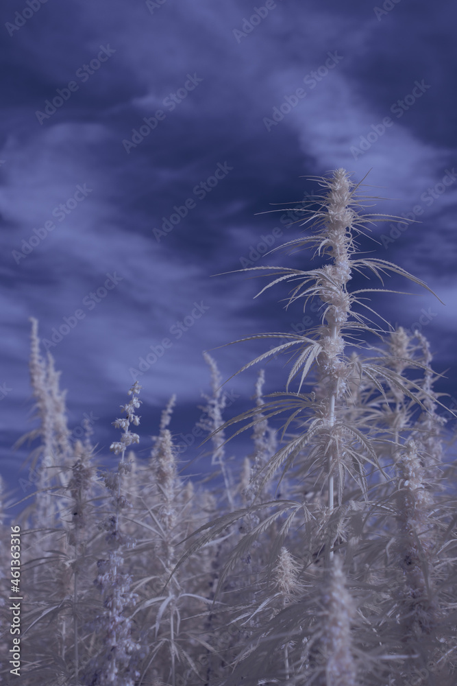 Obraz premium infrared photography - ir photo of a marijuana leafe on a cannabis farm - hemp field