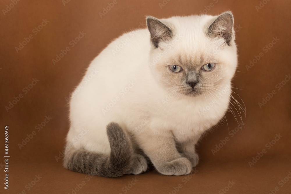 Ragdoll Cat Sitting on the Brown Background