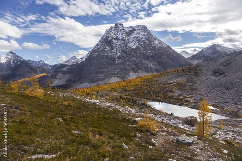 Scenic Autumn Landscape in British Columbia Yoho National Park with Golden Larches and Snow Covered Canadian Rocky Mountain Peaks on Skyline