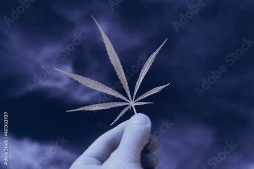 infrared photography - ir photo of a marijuana leafe on a cannabis farm - hemp field