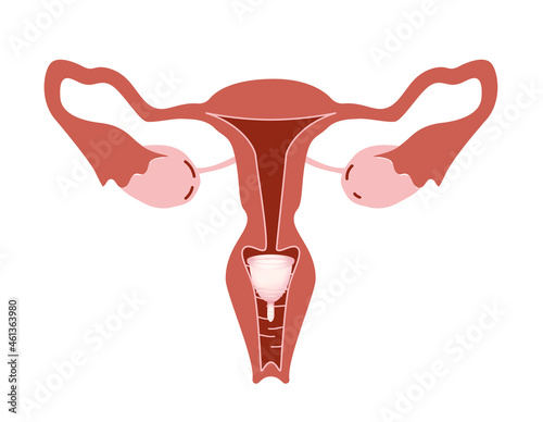 Instruction how to use menstrual cup during period. Female reproductive system on white background, illustration photo