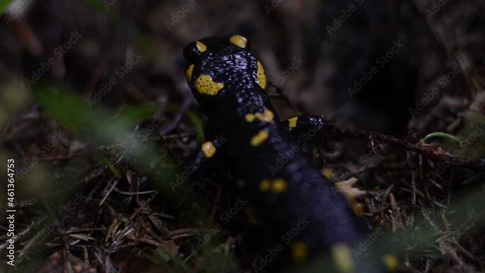 salamander in the rainy forest salamander in the rainy forest