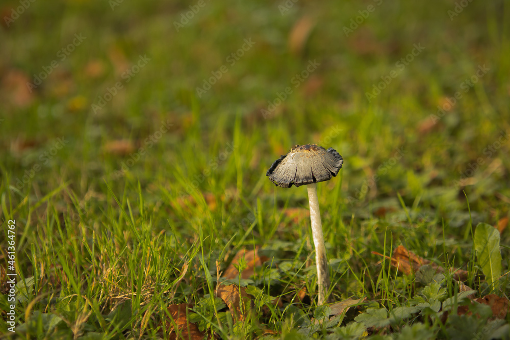 mushroom in the grass black and alone mushroom in the grass black and alone