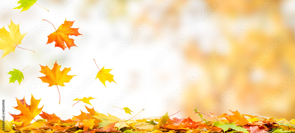 Falling autumn maple leaves natural background. Colorful foliage banner with copy space