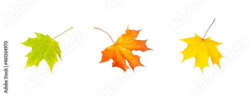 three colorful autumn maple leaves isolated on white background