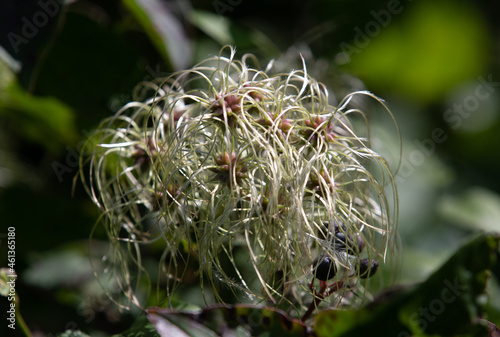 Selective focus shot of Clematis virginiana on green leaves background photo