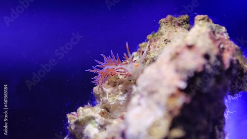 Video of Mediterranean amazing colorful nudibranch - Flabellina affinis photo