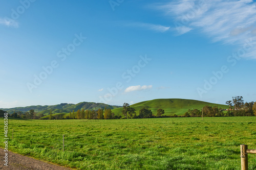 Green Paddocks and Pasture Of Country Victoria, In Springtime