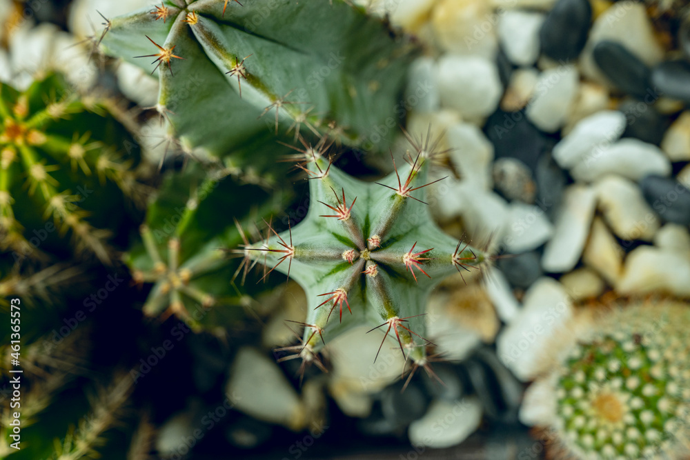 Top view image of green cereus cactus with reddish spike in a pot with stones Top view image of green cereus cactus with reddish spike in a pot with stones