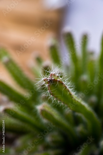 Two-headed spine-filled Hylocereus undatus or climbing cactus and the rest of the image with lots of bokeh © Toyakisfoto.photos