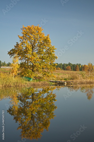 Lake and yellow trees in sunny autumn day, Varme, Latvia.