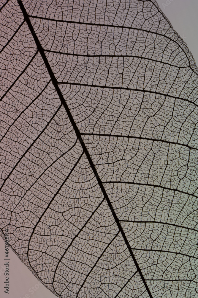 Obraz premium A Skeleton Leaf close up with multi colored background.