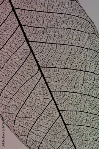 A Skeleton Leaf close up with multi colored background. © Kirk Wester
